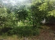 فروش زمین 361 متر خوش قواره در ازادی