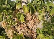 فروش انگور