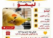گمشده (عروس هلندی نژاد لوتینو زرد رنگ)