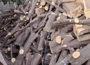 خرید و قطع درخت و چوب مرکبات و صنوبر و باغی