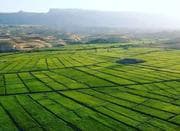 فروش گندم(جام، باران، هشترود) بذر مادری بوجاری شدە.