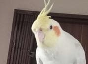 عروس هلندی گم شده