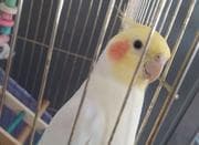 عروس هلندی نر