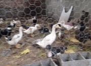 فروش اردک محلی و خارجی