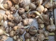 موسیر کوهی برای کاشت