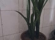 گل برای فروش