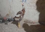 خروس لاری