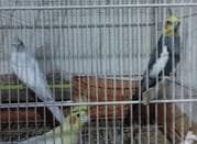 طوطی عروس عروس هلندی